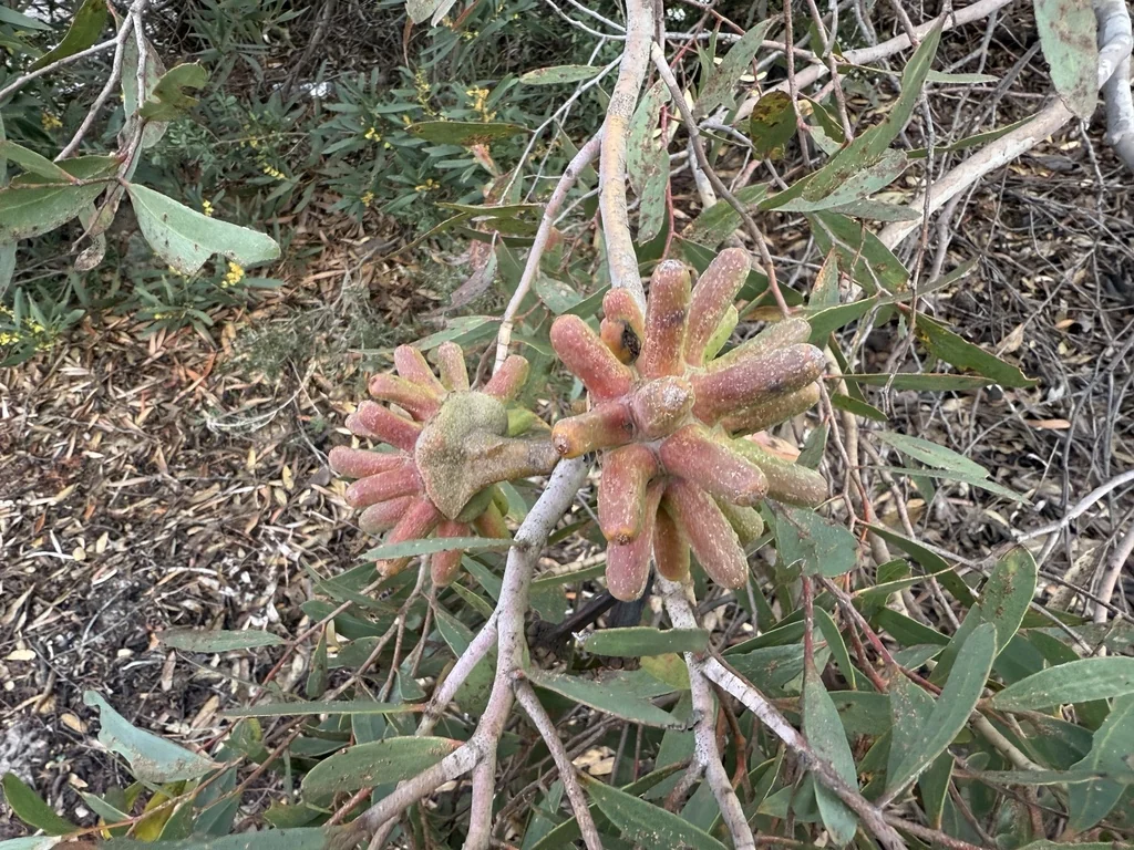 Eucalyptus Conferruminata