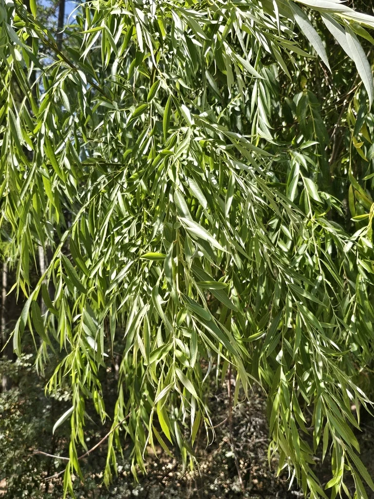 Salix Matsudana