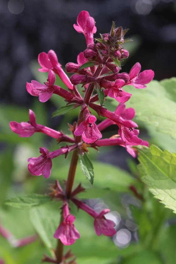 Stachys chamissonis