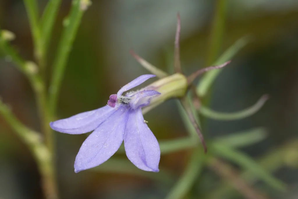 Lobelia Dunnii