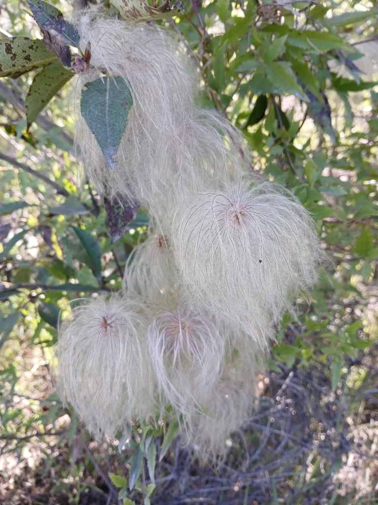 Clematis Tangutica