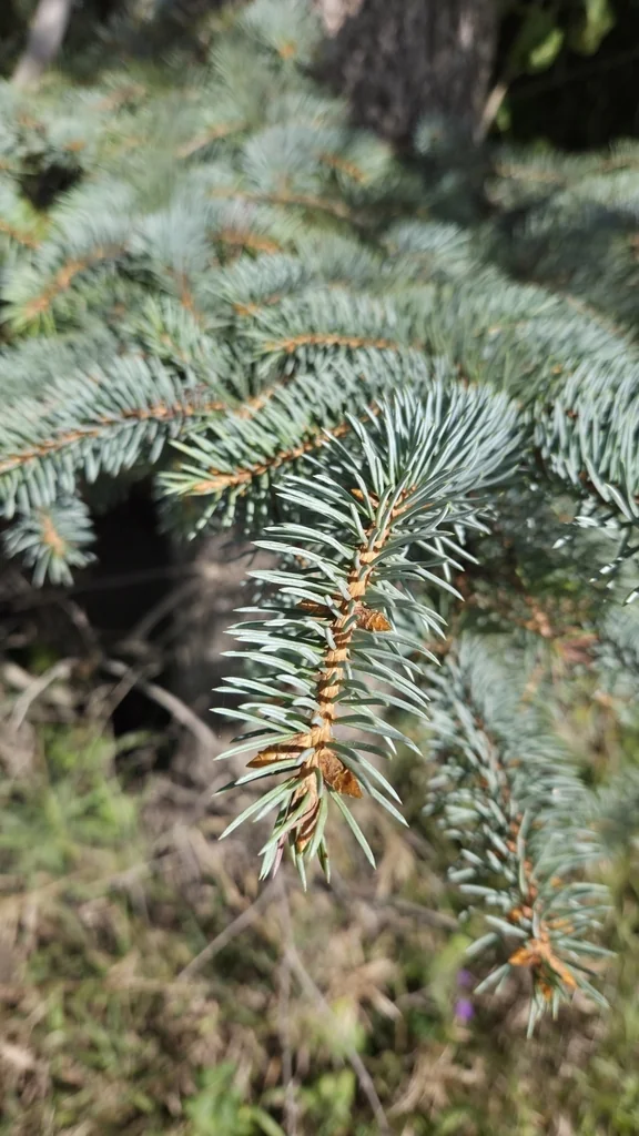 Picea Pungens