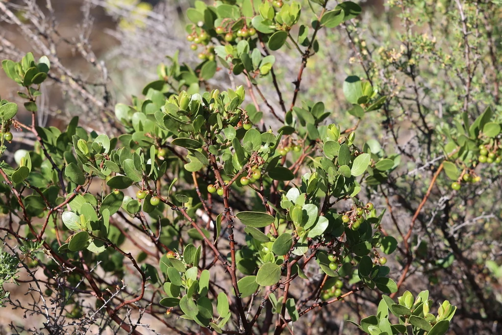 Arctostaphylos Patula