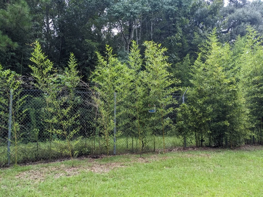 Phyllostachys Aurea