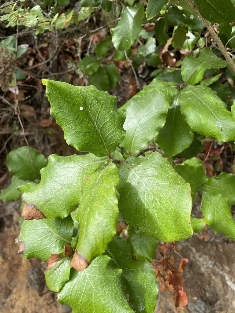 Garrya elliptica