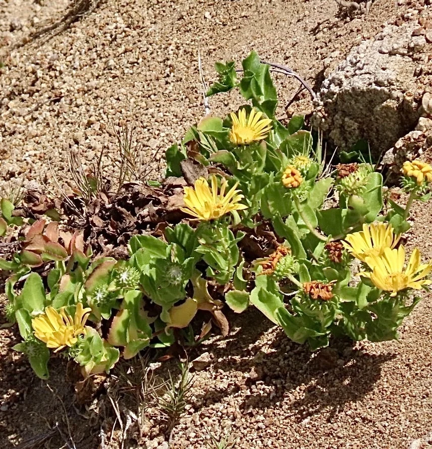 Grindelia stricta