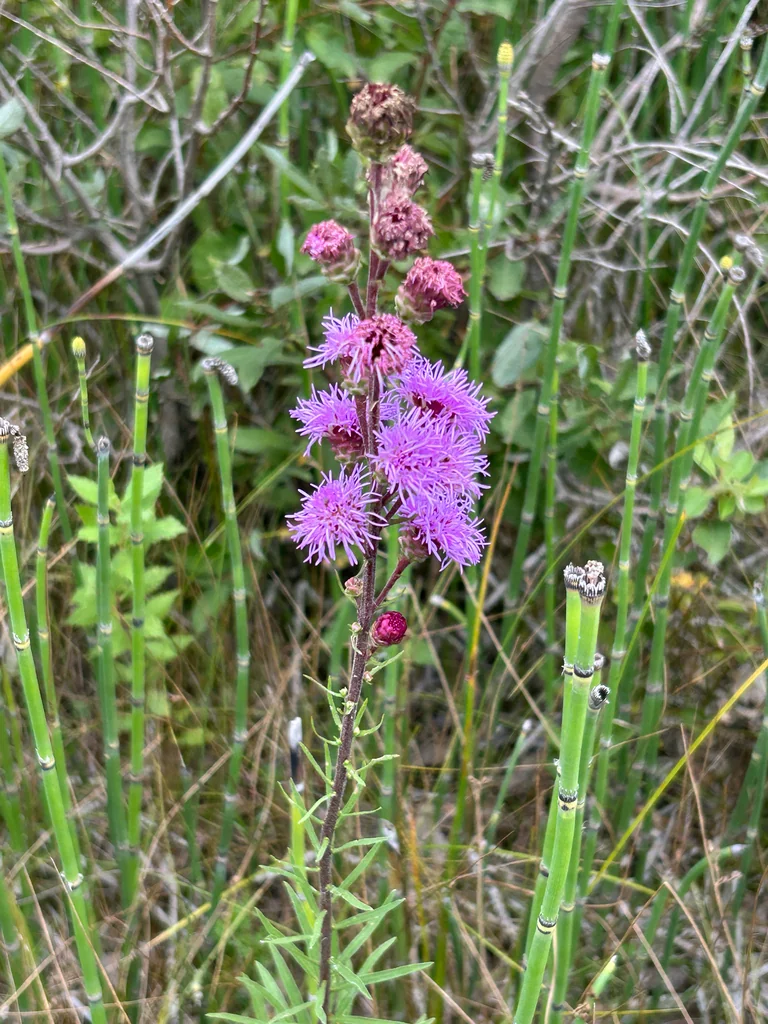 Liatris Ligulistylis