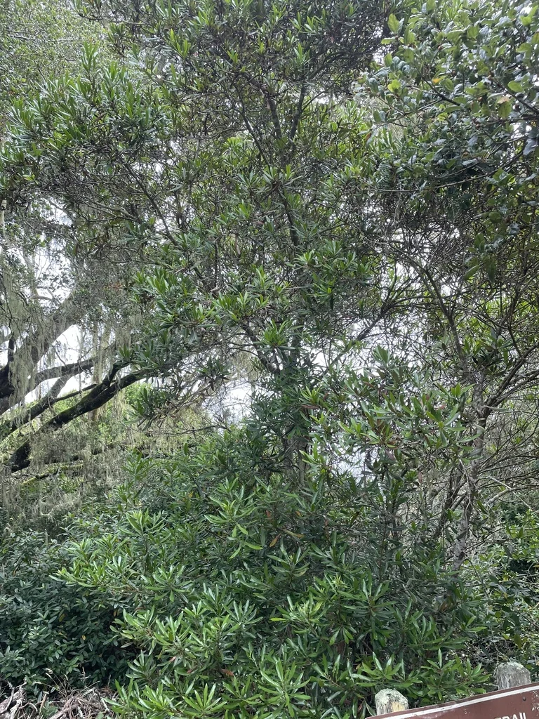 Myrica Californica
