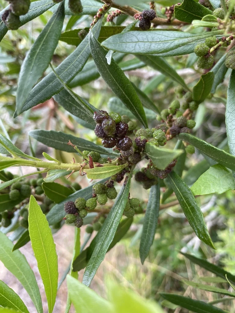 Myrica Californica