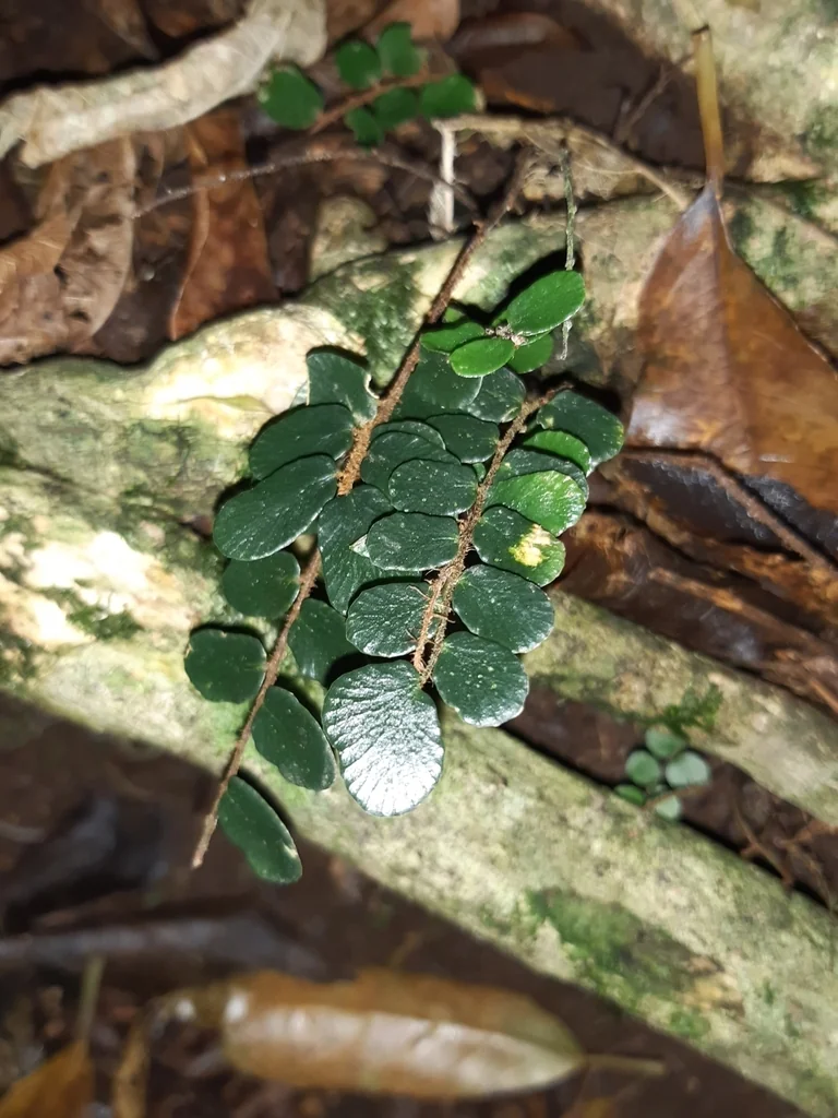 Pellaea Rotundifolia