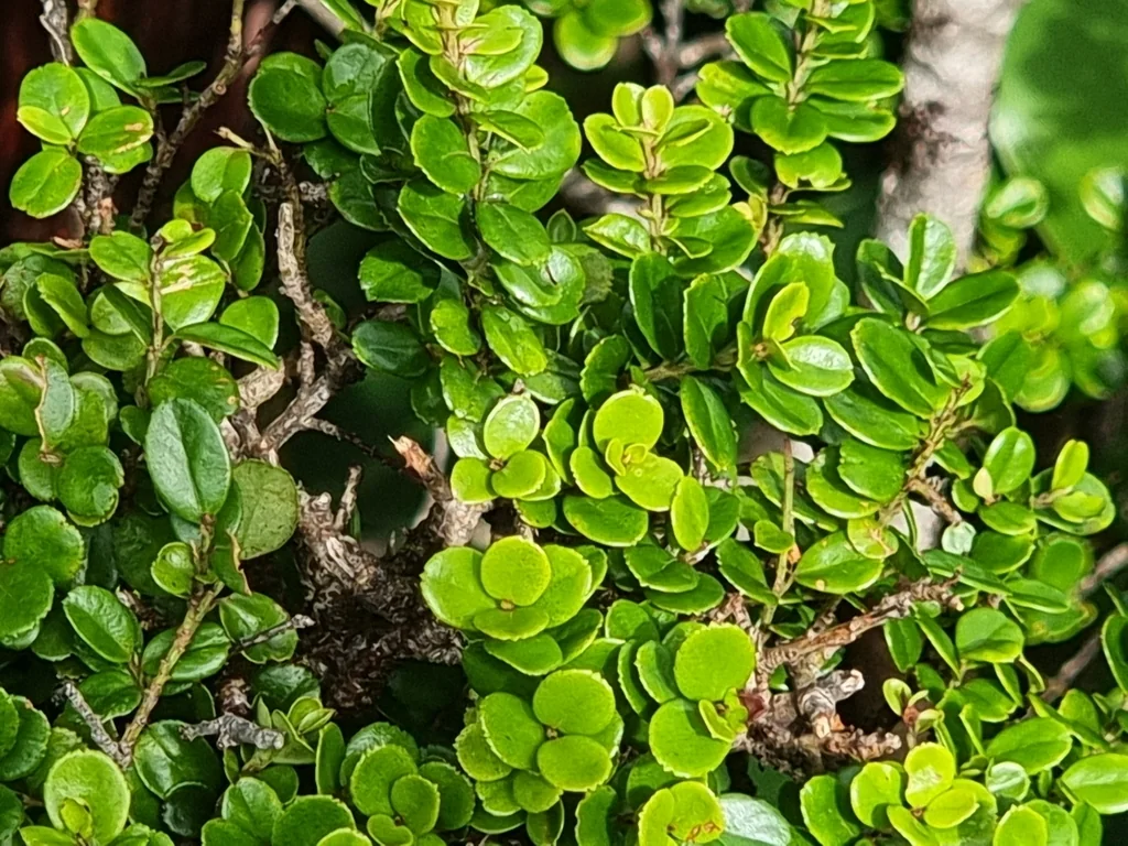Myrsine Africana