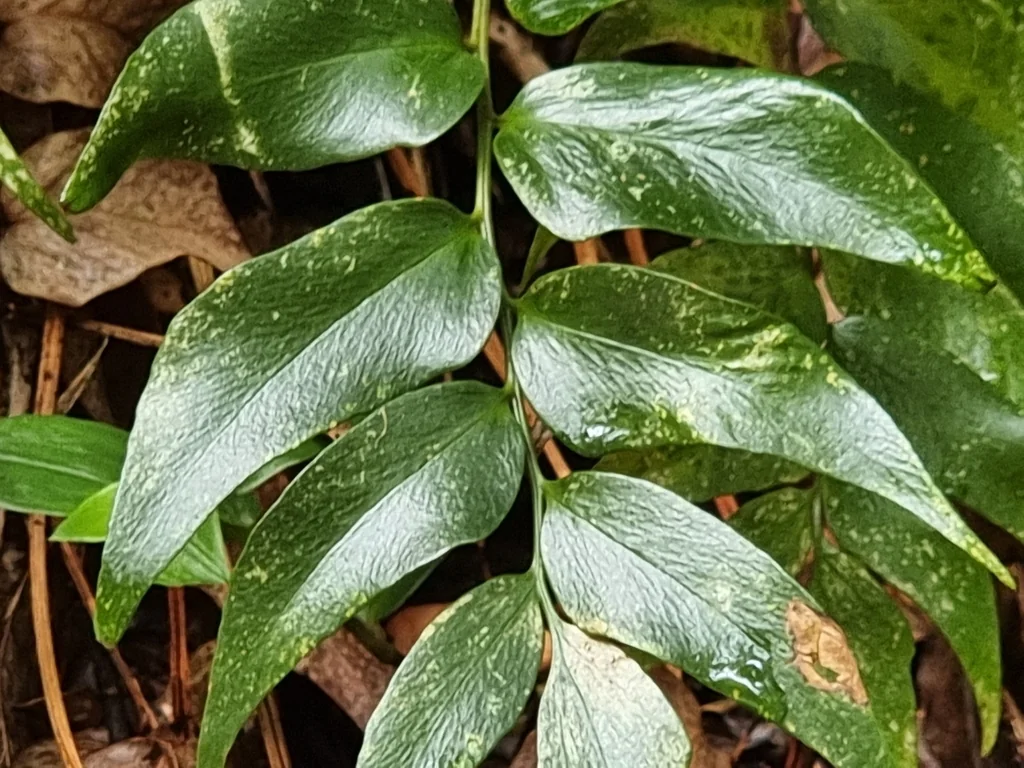 Cyrtomium Falcatum