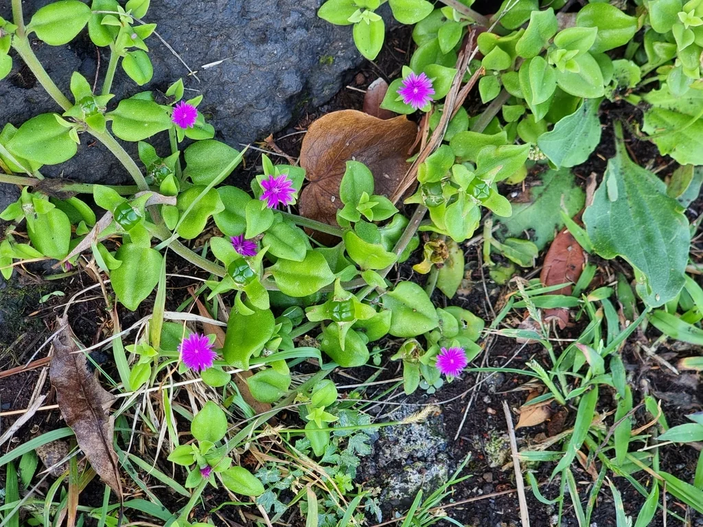 Aptenia cordifolia
