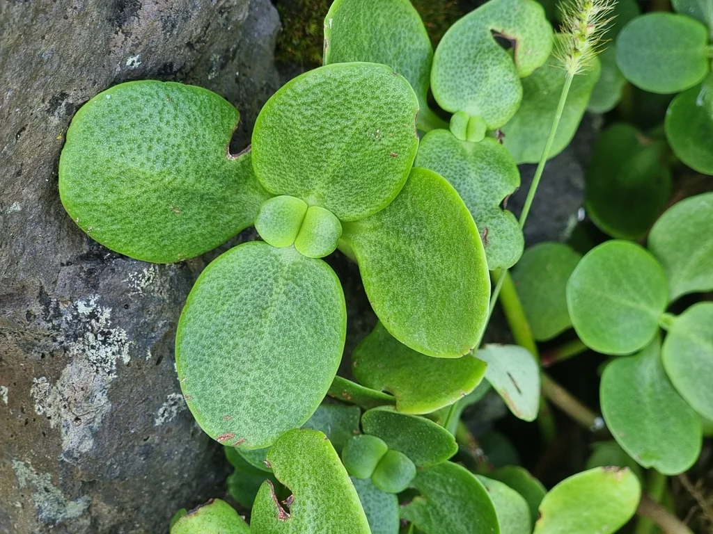 Crassula Multicava
