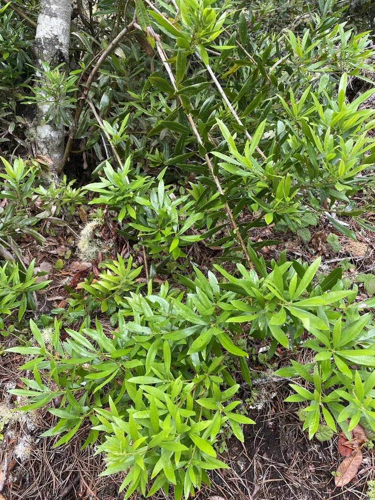 Myrica Californica
