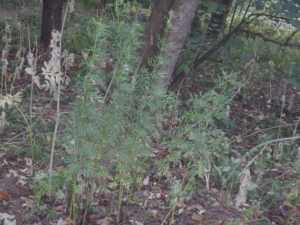 Aconitum Napellus