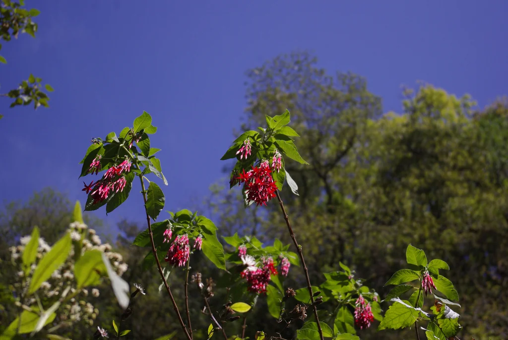 Fuchsia Boliviana