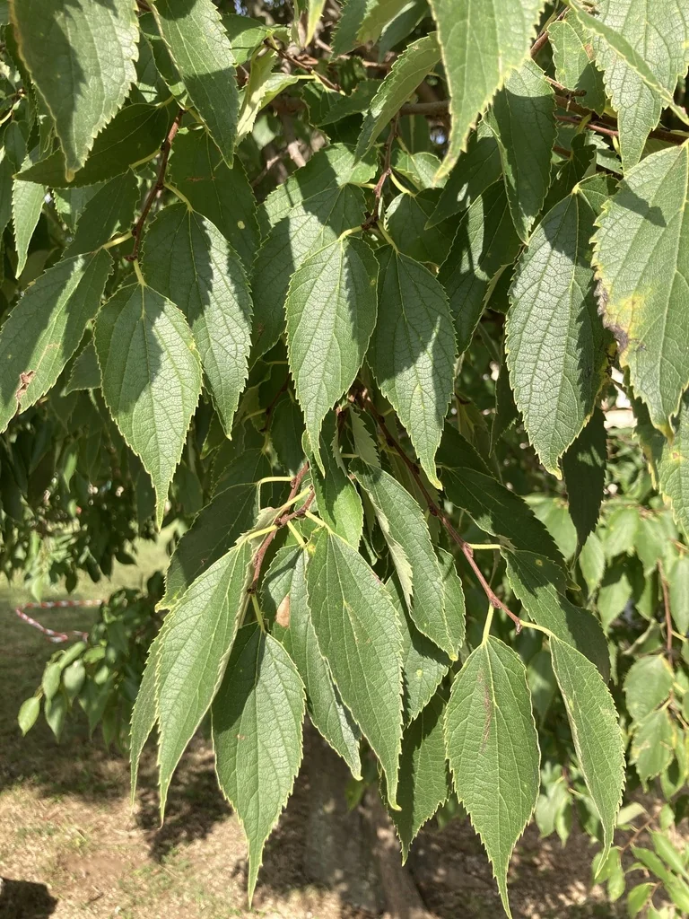 Celtis Australis