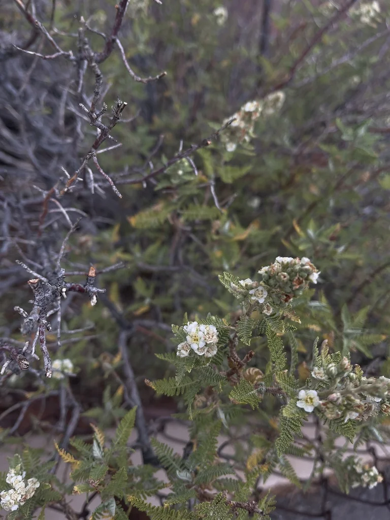Chamaebatiaria Millefolium