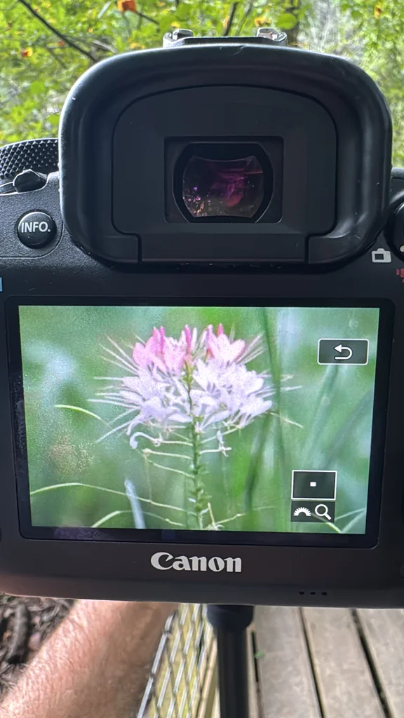 Cleome hassleriana