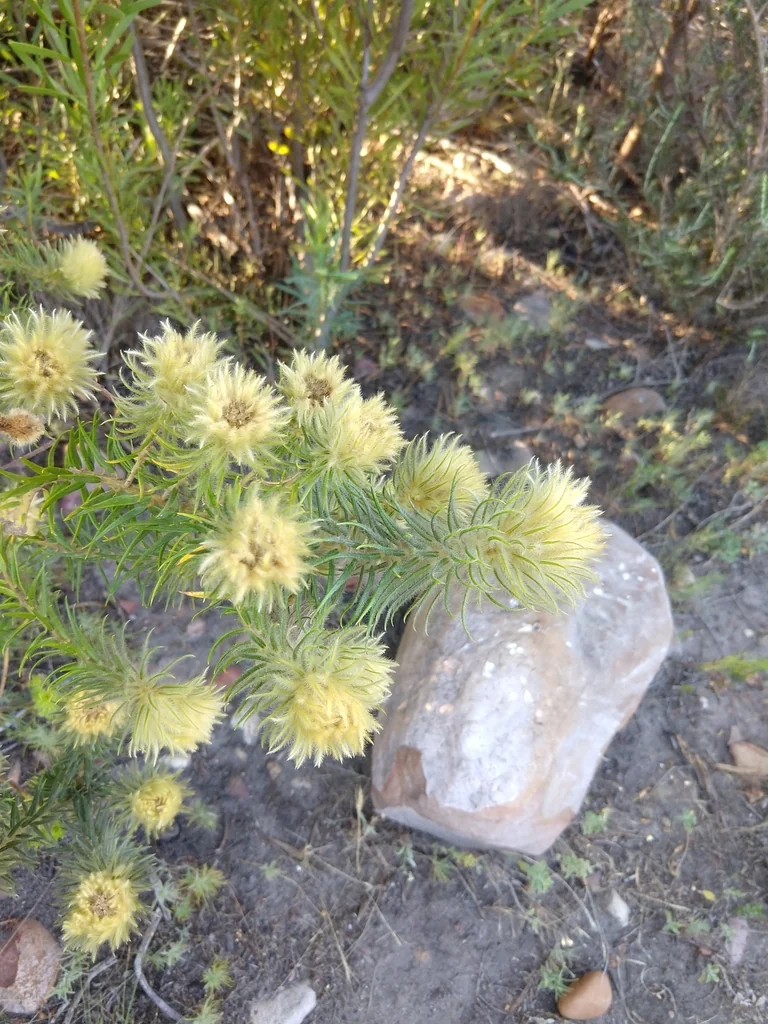 Phylica Pubescens