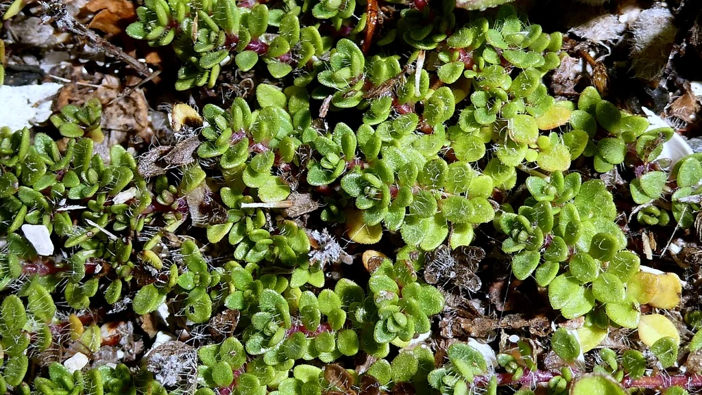 Thymus Praecox Arcticus
