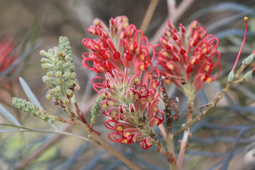 Grevillea Banksii