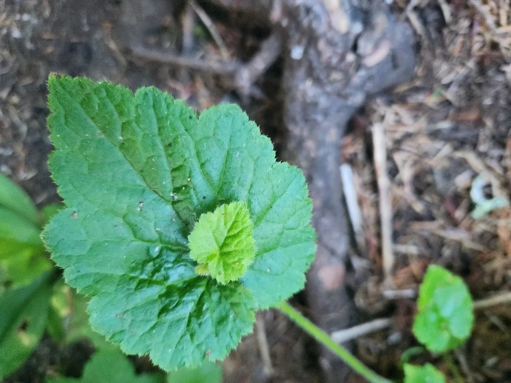 Tolmiea Menziesii