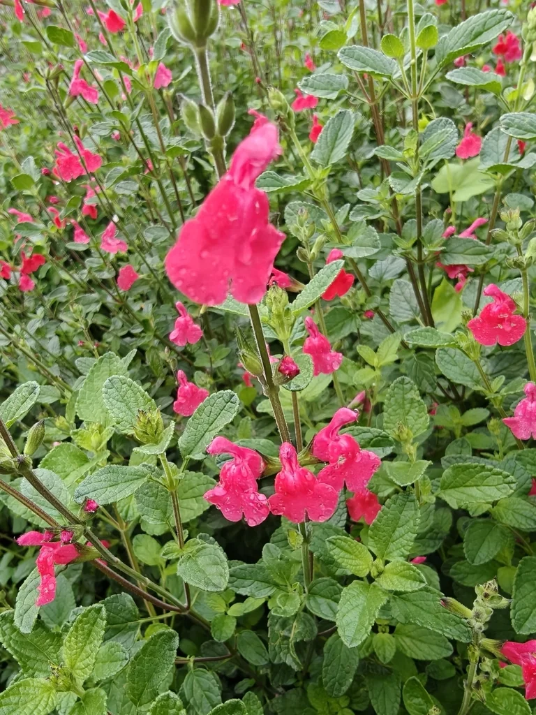 Salvia Microphylla