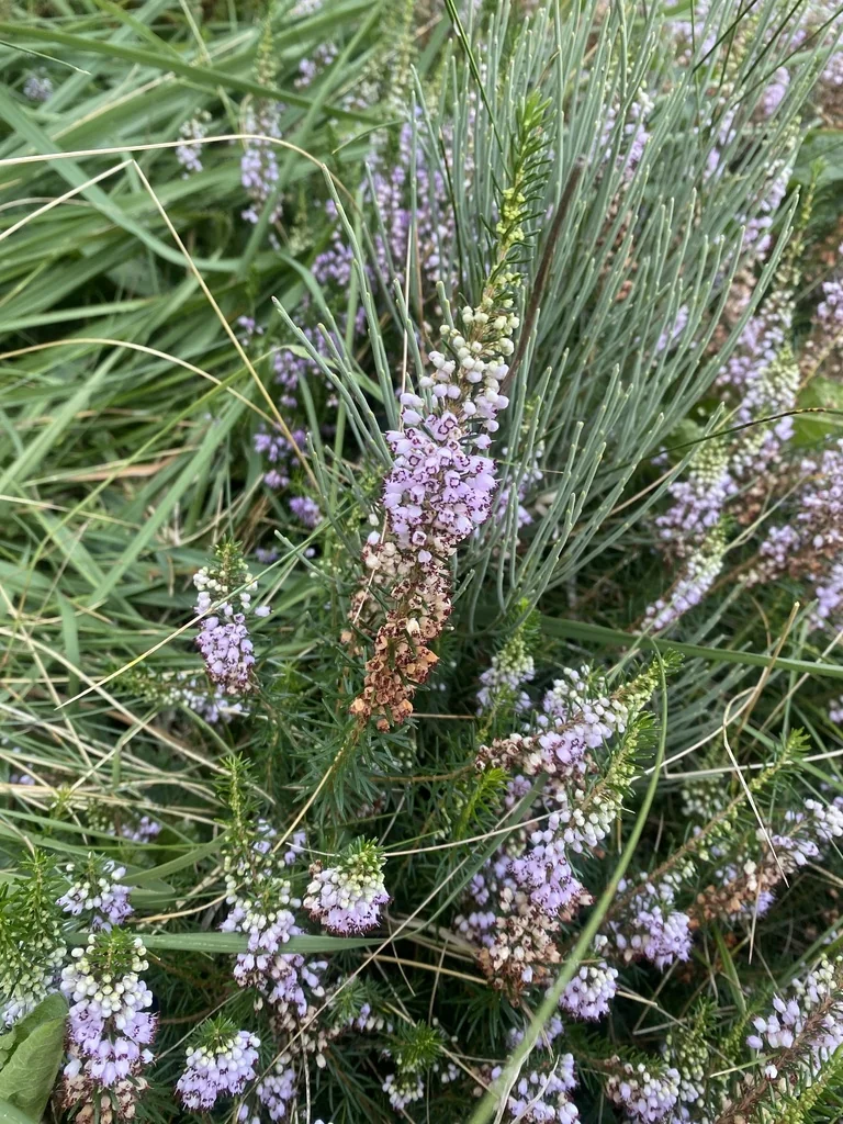 Erica Vagans