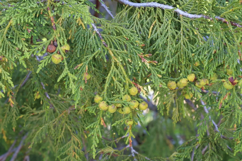 Callitropsis Nootkatensis