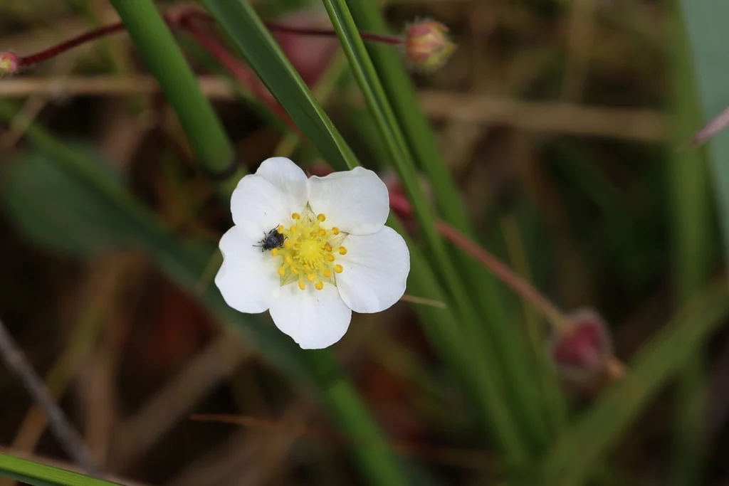 Fragaria chiloensis