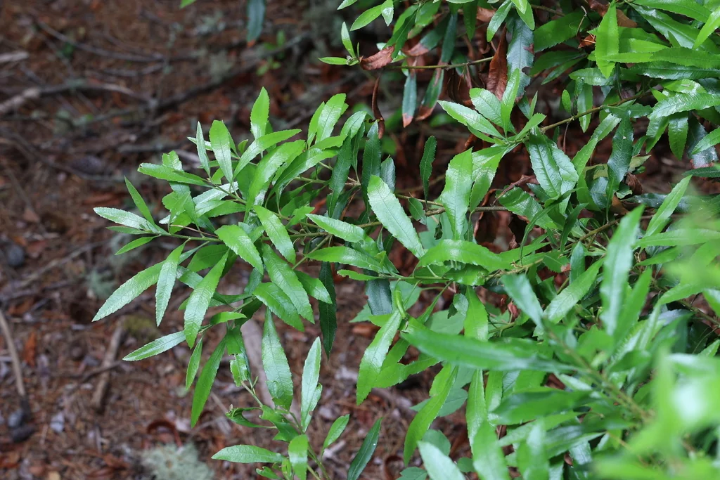 Myrica Californica