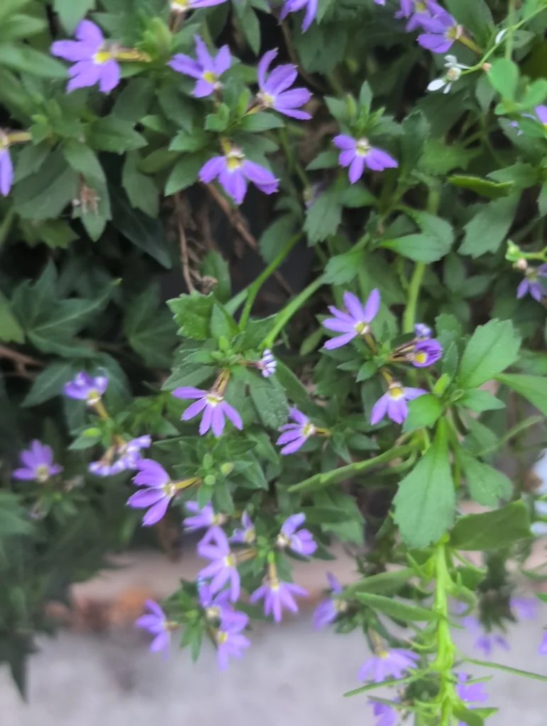 Scaevola aemula