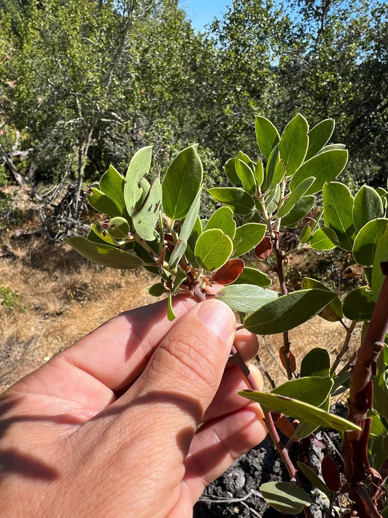 Arctostaphylos Manzanita