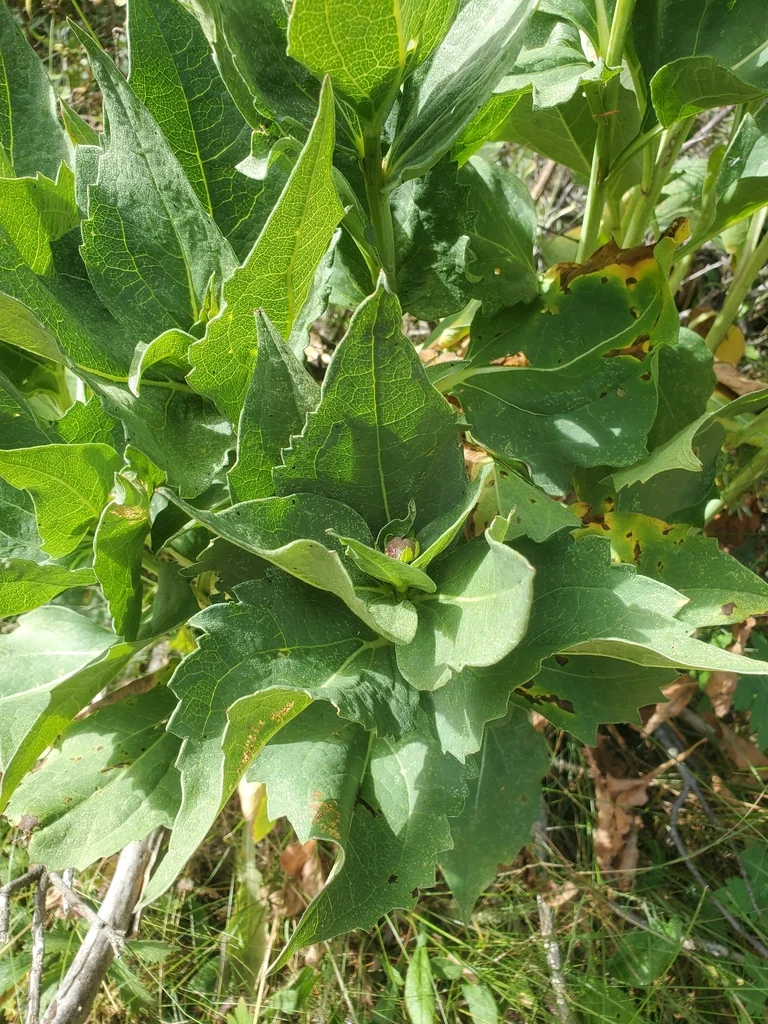 Rudbeckia Occidentalis