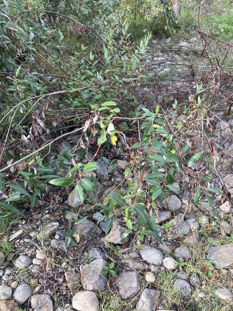 Salix Lucida Ssp. Lasiandra