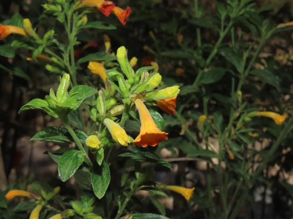Streptosolen Jamesonii