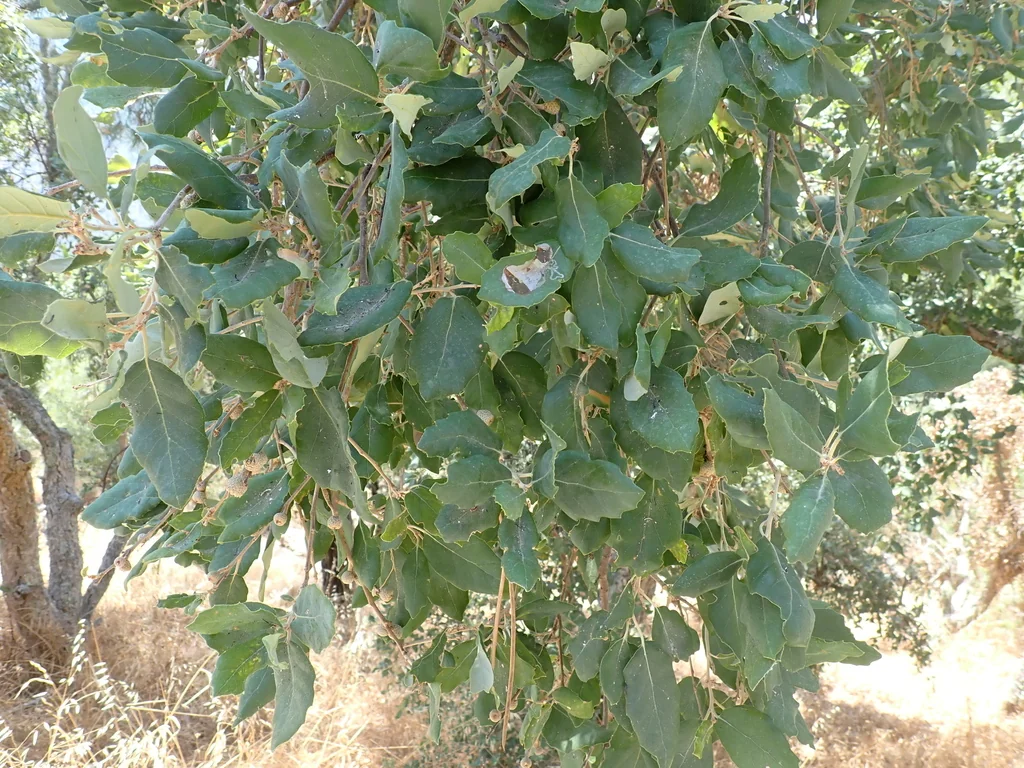 Quercus Suber
