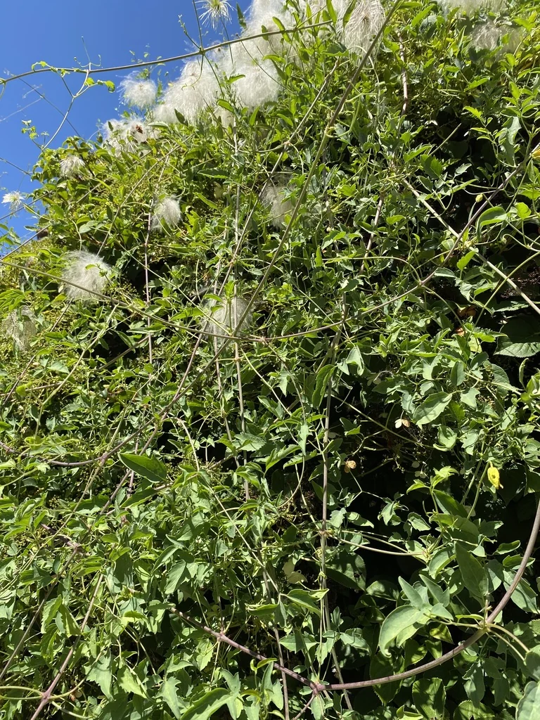 Clematis Tangutica
