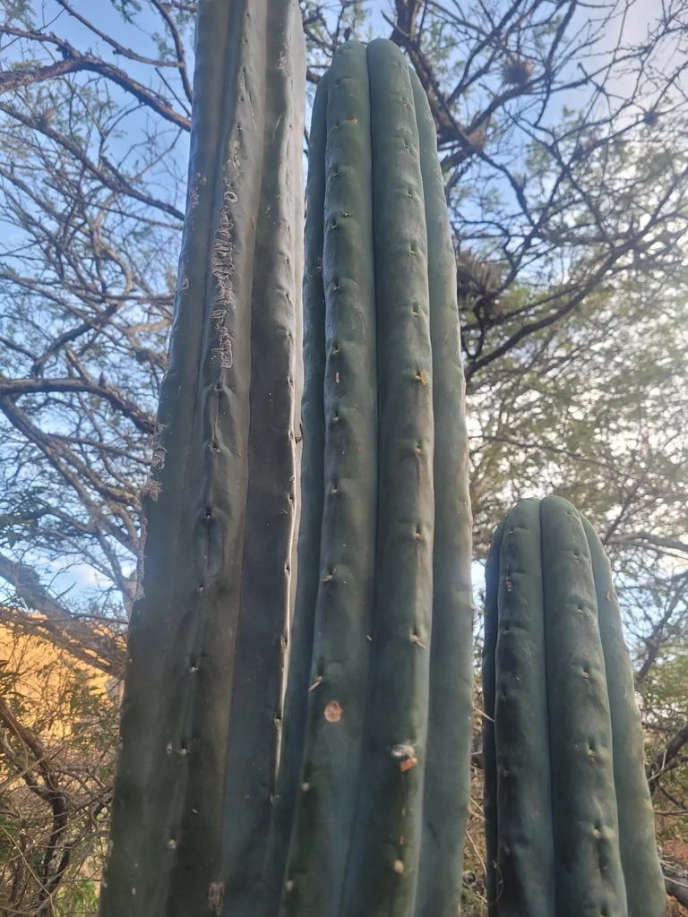 Trichocereus Pachanoi