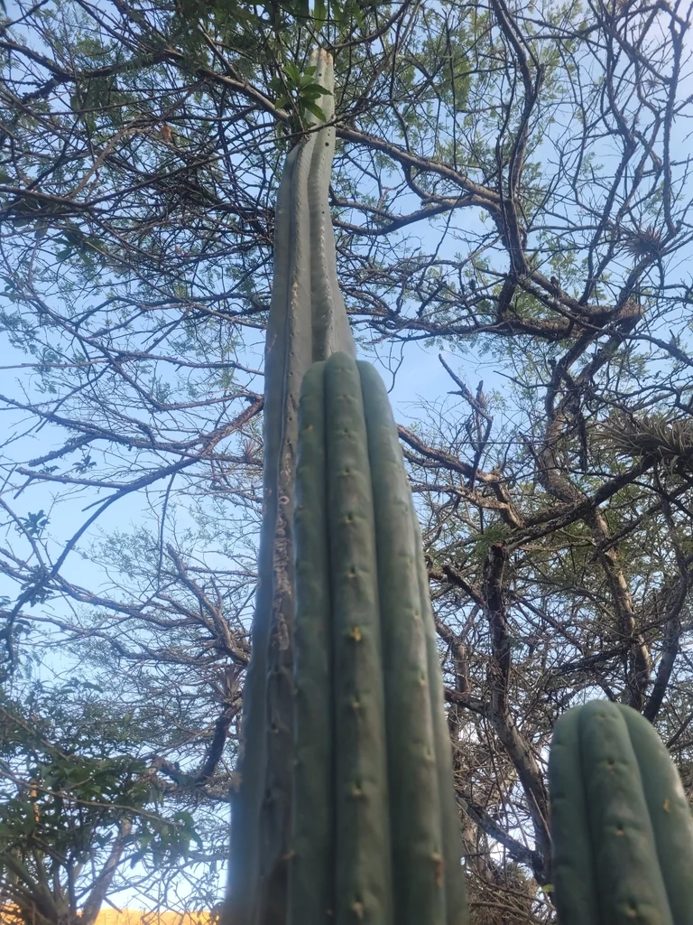 Trichocereus Pachanoi
