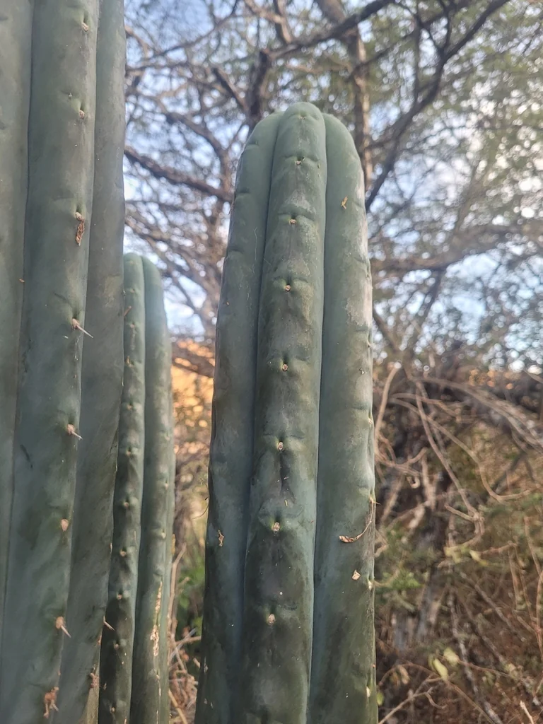 Trichocereus Pachanoi