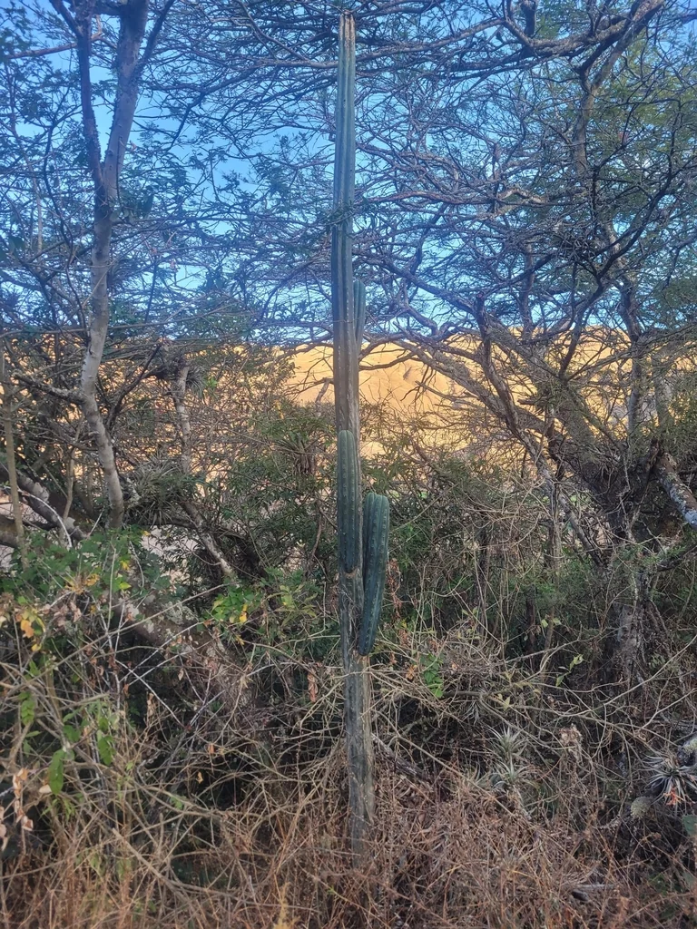 Trichocereus Pachanoi