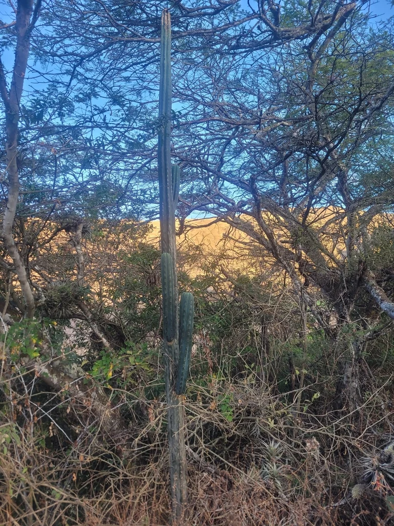 Trichocereus Pachanoi