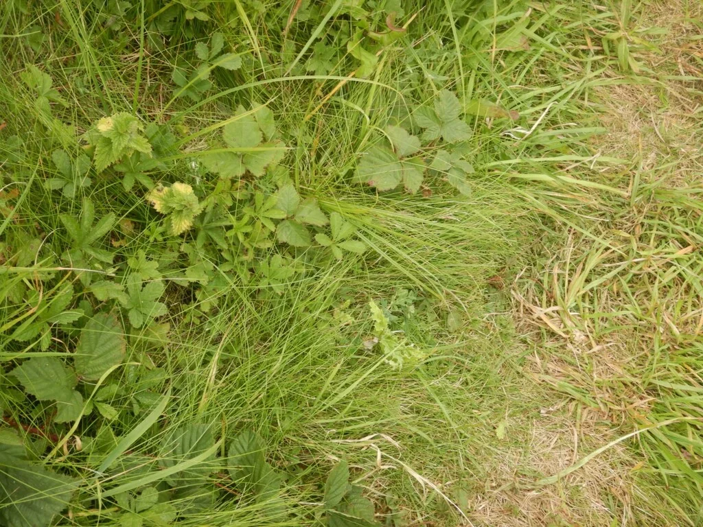 Festuca Rubra