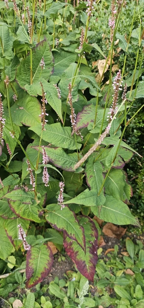 Persicaria amplexicaulis