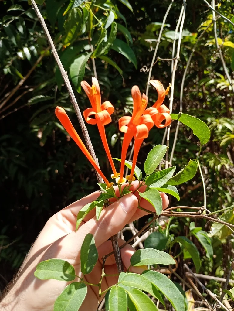 Pyrostegia Venusta