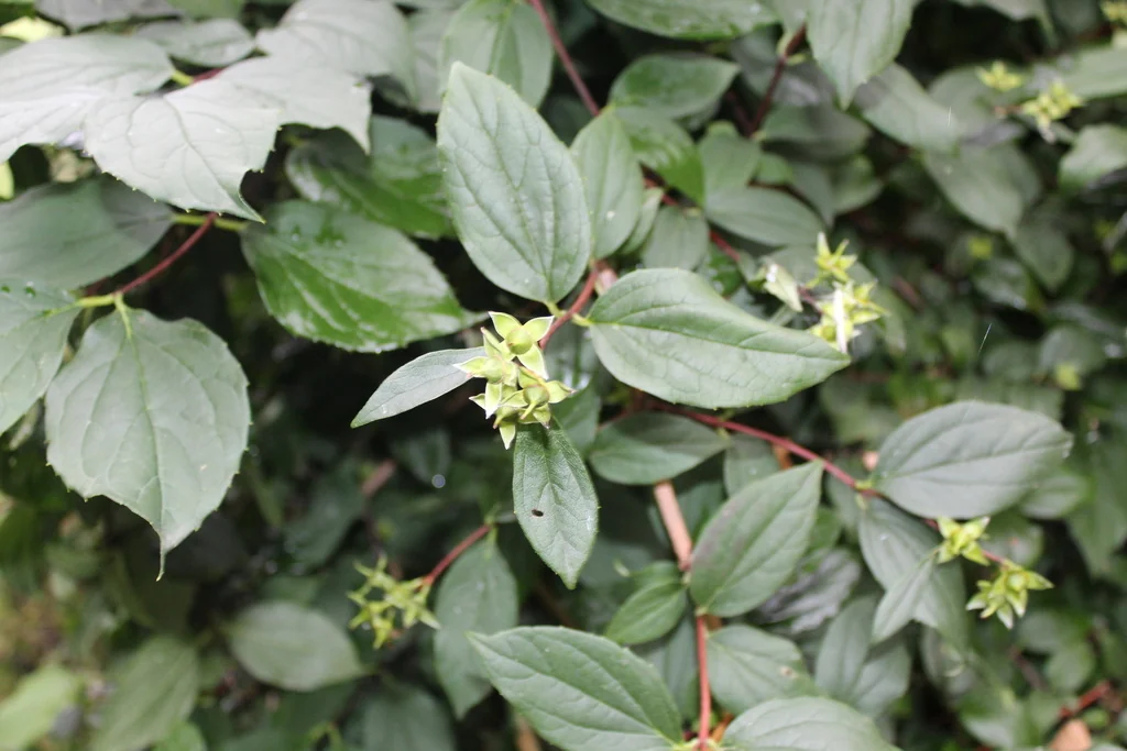 Philadelphus Coronarius