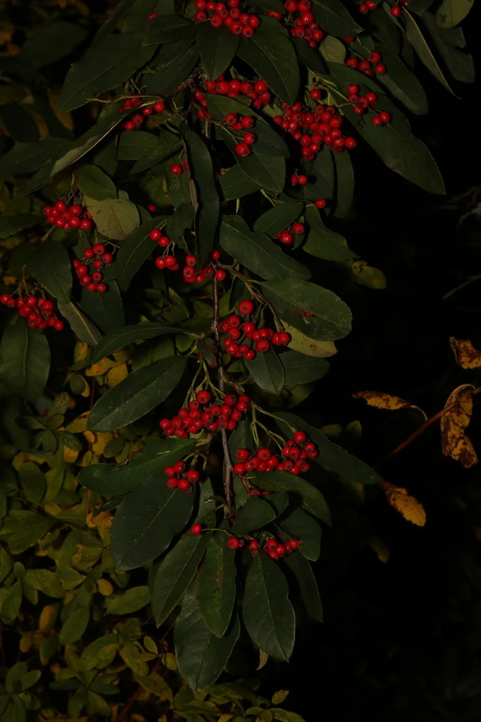 Photinia Davidiana
